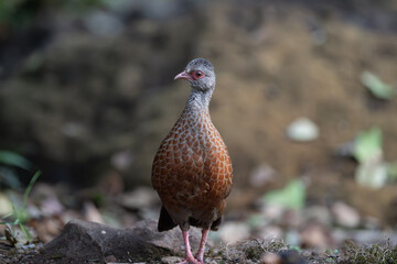 The red spurfowl is a member of the pheasant family and is endemic to India. It is a bird of forests, and is quite secretive despite its size.