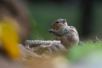 The Indian palm squirrel or three-striped palm squirrel is a species of rodent in the family Sciuridae found naturally in India and Sri Lanka. 