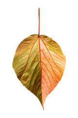 Colorful leaf of Acalypha wilkesiana,  copperleaf plant
 