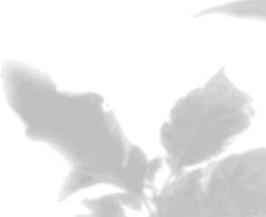 The shadow of the flower leaves on the white wall. Black and white image for photo overlay or mockup