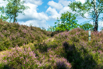 Kwitnące wrzosowisko