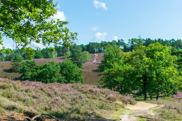 Kwitnące wrzosowisko