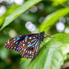 Naklejka premium A close-up photo of a blue morpho butterfly perched on a green leaf, deep focus revealing the iridescent blue scales on its wings, eye-level shot providing a detailed portrait that captures the shimme