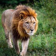 Fototapeta premium A macro photo of a lion prowling through the dense underbrush, deep focus on its intense gaze and the fine details of its powerful limbs, high-angle shot highlighting the strength and agility of its f