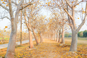 Naklejka premium Yellow cotton flowers or Cochlospermum regium at Singha Park,Silk Cotton flowers in Chiang Rai,thailand,flower garden concept,copy space.