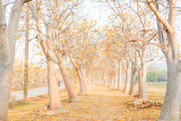 Obraz premium Yellow cotton flowers or Cochlospermum regium at Singha Park,Silk Cotton flowers in Chiang Rai,thailand,flower garden concept,copy space.