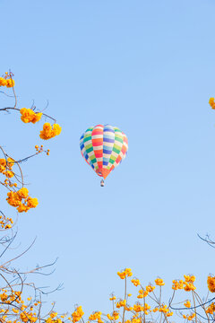 Hot air balloon over yellow flower fields against blue sky,Colorful Hot air balloons flying over the valley with blue sky,Travel and Tourism concept.