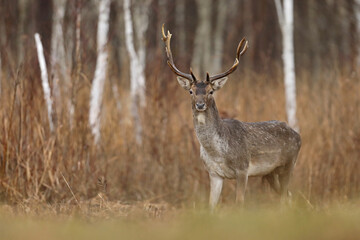 Daniel zwyczajny (Dama dama) fallow deer
