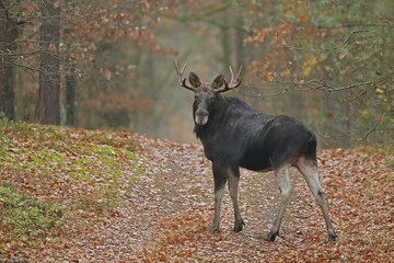  Łoś (Alces alces) moose © Bartosz Rakoczy