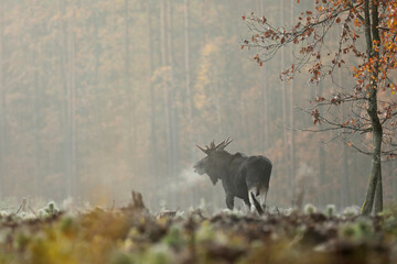  Łoś (Alces alces) moose