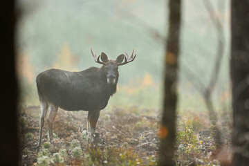  Łoś (Alces alces) moose