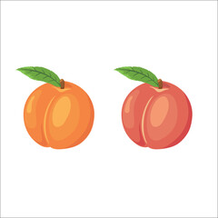 Peach fruit with two colors - illustrator vector