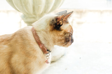 Cat lying on table in cozy living room at home,funny kitty enjoying rest at home,persian cat lying in decorated room.