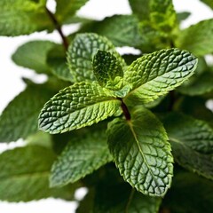 A high-resolution ultrarealistic image featuring a fresh sprig of mint leaves on a white background. This digital photograph captures the vibrant green hue and detailed texture of each leaf, showing t