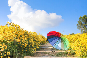 Rainbow umbrella in yellow flower garden ,vacation time.