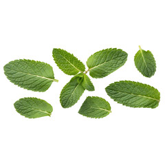 Fresh Mint Leaves Arrangement isolate on transparent background cutout, PNG file, Cutout file