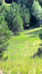 Lush Green Grassy Open Sunlit Field