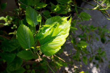 Fresh tropical Green leaves in the garden.