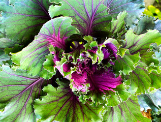 Ornamental decorative cabbage background. Organic purple ornamental cabbage in the garden.