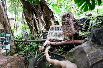 Spotted eagle-owl in the zoo with a directory on the side standing on the branch with trees at the back in daytime