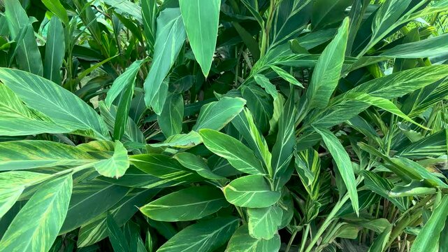 Leaves of the variegated Shell ginger plant (Alpinia zerumbet Variegata) closeup view.