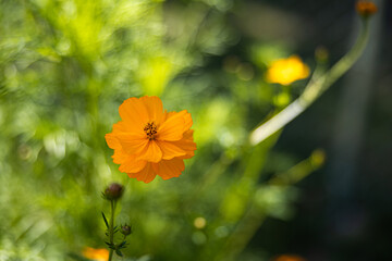 Orange summer flower in lush garden