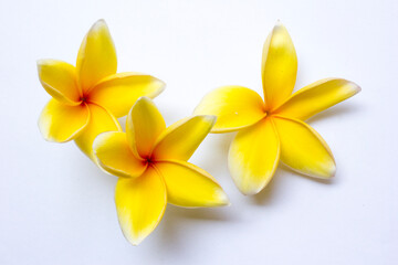 Some yellow frangipani flowers on a white background. Frangipani, scientifically known as Plumeria, is a genus of flowering plants belonging to the family Apocynaceae. 