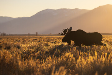 a bull moose walks through sagebrush at sunset and is shown in silhouette