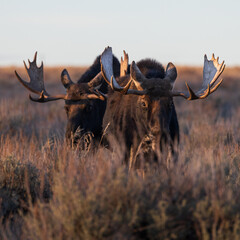 two bull moose walk through sagebrush at sunset