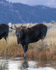 a bull moose drinks from a stream at dusk and makes eye contact