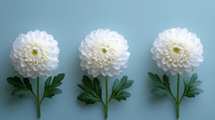 Fototapeta premium Three white dahlias arranged in a row on a blue background.