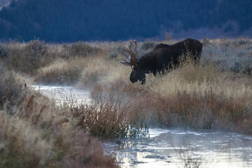 a bull moose stands near a stream at dusk with mountains in the background