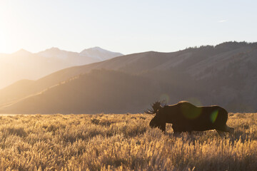 a bull moose walks through sagebrush at sunset and is shown in silhouette