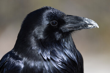 close up portrait of a raven