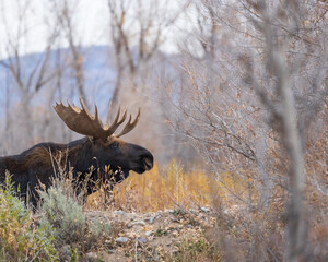 bull moose stands among orange willows with mountains in the background