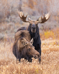 bull moose courts a cow moose