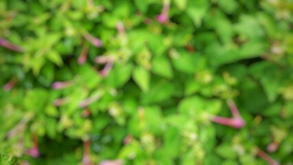blur of beautiful flowering green plants