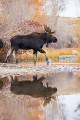 Bull moose walks across stream and is reflected in the water