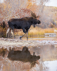 bull moose walks across a stream and is reflected in the water