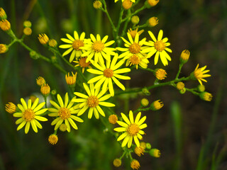 Krestovnik vulgaris is a herbaceous plant, a species of the genus Krestovnik of the Asteraceae family (Senecio vulgaris)