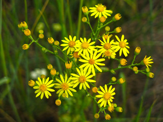 Krestovnik vulgaris is a herbaceous plant, a species of the genus Krestovnik of the Asteraceae...
