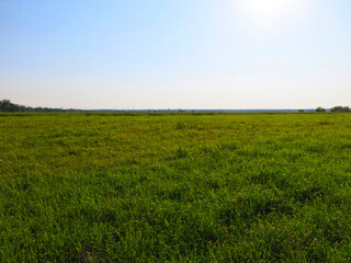 wide summer field with trees in the distance under a calm blue sky