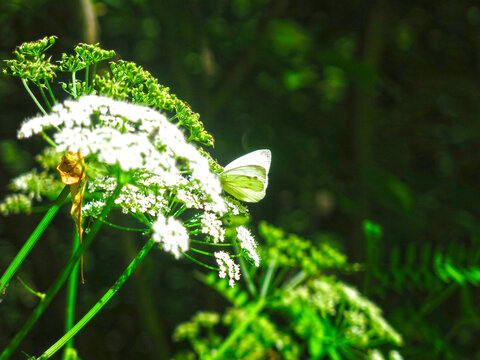 white cabbage butterfly meleta (Pieris melete) sits on a white flower