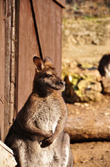  Kangaroo.