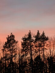 Obraz premium Sunset in the forest