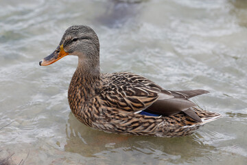 Close up one young female mallard duck swim in the lake