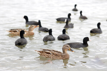 A group of wild mallard ducks and coot bird on a lake in cloudy spring weather