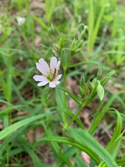 A macro shot captures an insect perched on a blooming white wildflower among lush green grass, illustrating the intricate details of nature.