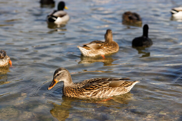 Fototapeta premium Group of mallard wild ducks in the sea on sunny day