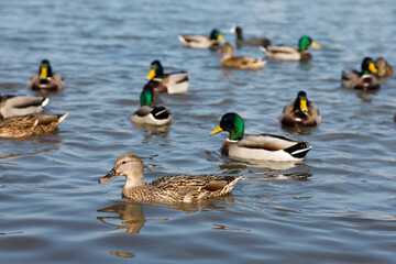 Group of wild mallards swim on the lake shore in park on sunny spring day